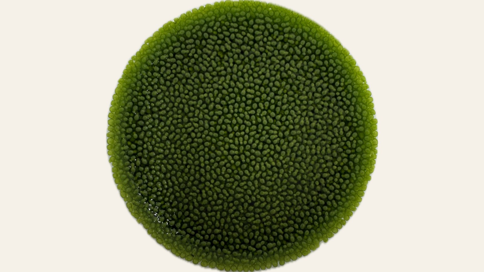 Wolphia product photo